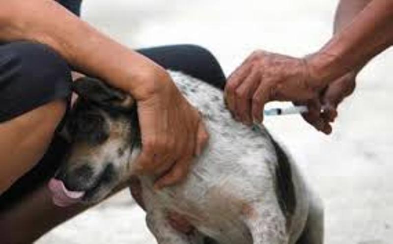 DKP3 Bontang Jelaskan Ketentuan Vaksinasi Rabies ke Hewan Peliharaan