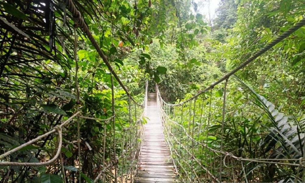 Kaltim Kejar Pemulihan DAS, Tutupan Vegetasi Ditarget Tembus 542 Ribu Hektare