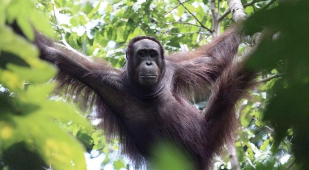 Pentingnya Menjaga Weheaâ€“Kelay, Habitat Orang Utan dan 191 Juta Ton Karbon