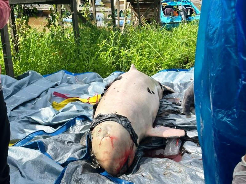 Sudah 3 Pesut Mahakam Mati, 3 Perusahaan Masuk Radar Kementerian LH 