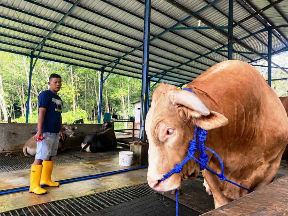 Kisah Byson, Sapi Jumbo dari Balikpapan Dipilih Jadi Kurban Presiden Prabowo