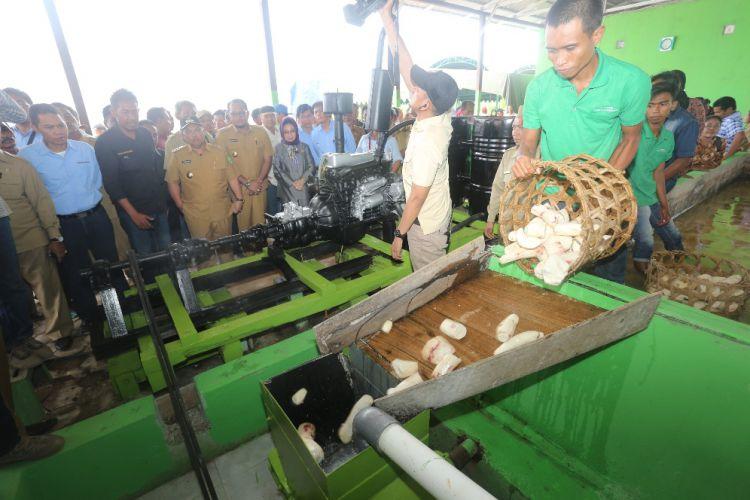 Singkong Gajah Rantau Pulung Harus Terus Dikembangkan