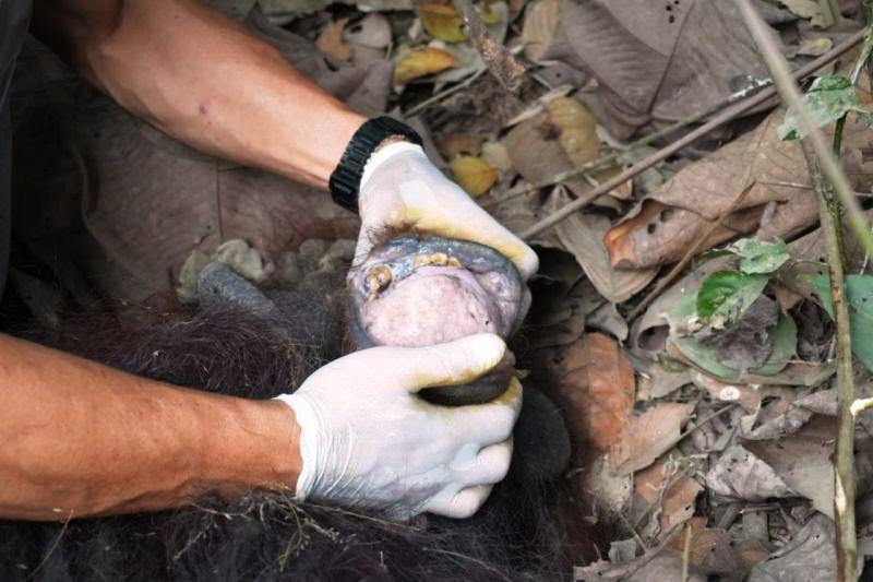 Orangutan Berkeliaran di Jalan Hauling Kutim, Dipindahkan ke Hutan Kehje Sewen  