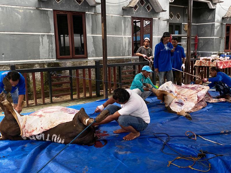Tak Lagi Plastik, Sapi Sumbangan Prabowo Dibagi-bagi pakai Besek