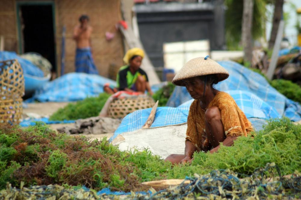 Petani Rumput Laut Bontang Dapat Bantuan Pusat Senilai Rp 1,2 Miliar