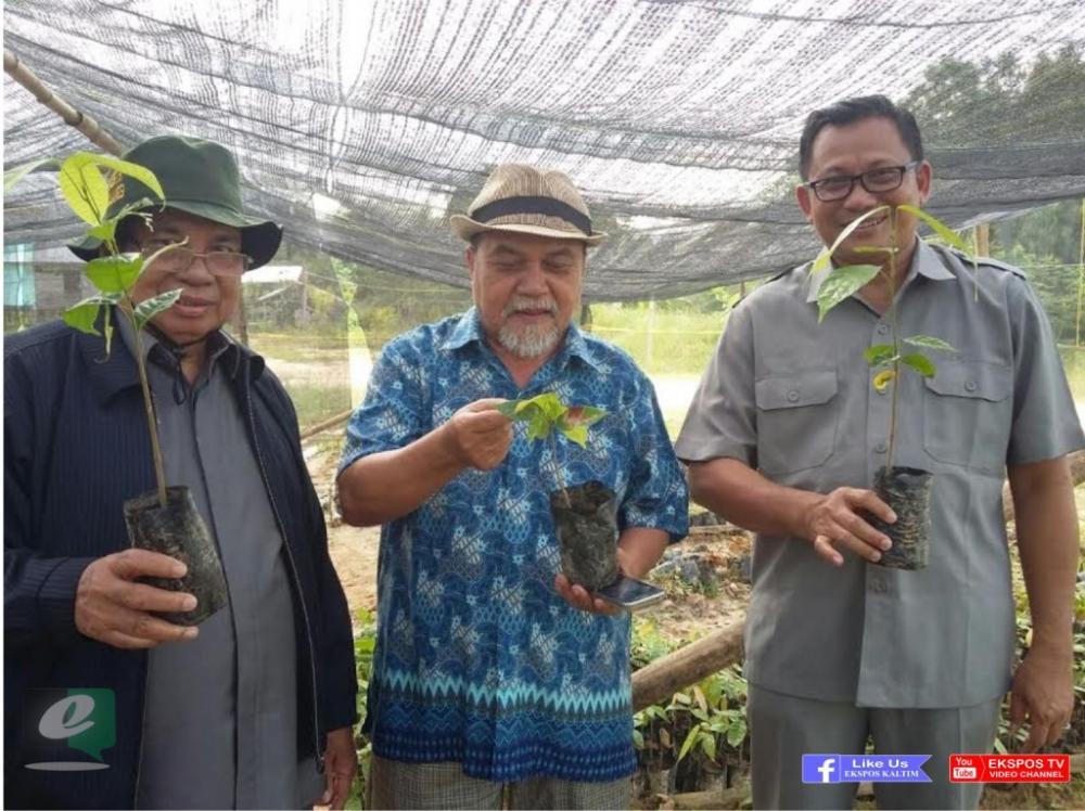 Mahulu Datangkan Bibit Kakao Unggulan dari Jember