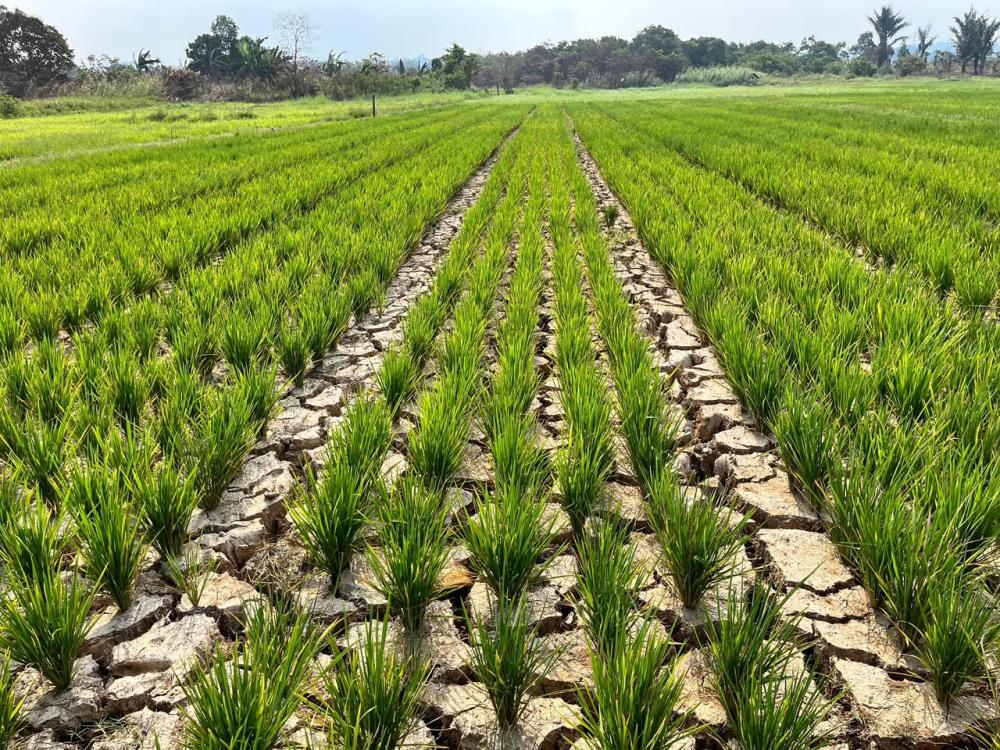 654 Hektare Sawah Samarinda Terancam Gagal Tanam, Pemkot Andalkan Air Void Tambang