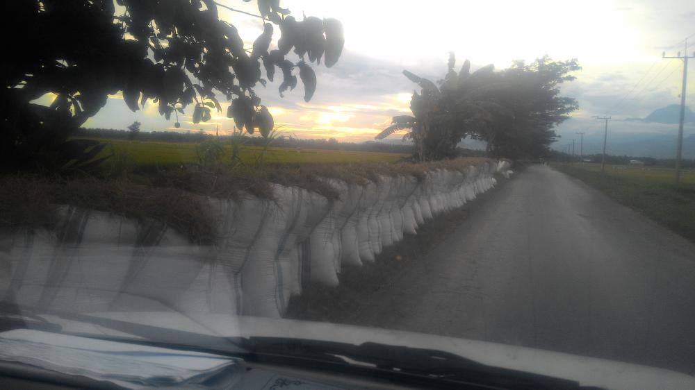 Petani di Lutim Keluhkan Rendahnya Harga Gabah dan Potongan dari Tengkulak