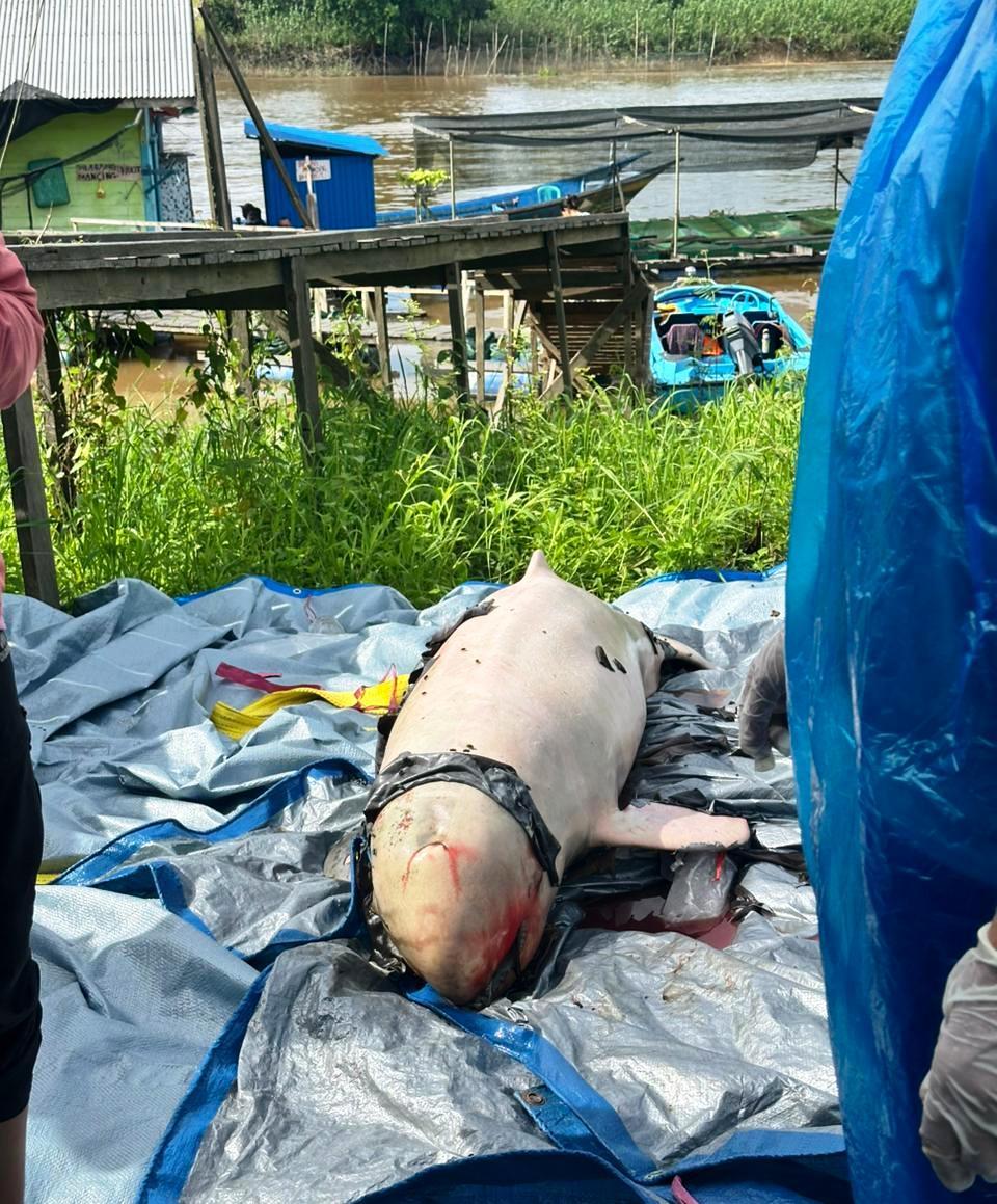 Pesut Mahakam â€˜Upinâ€™ Mati Tersangkut Keramba, Populasi Kian Terancam