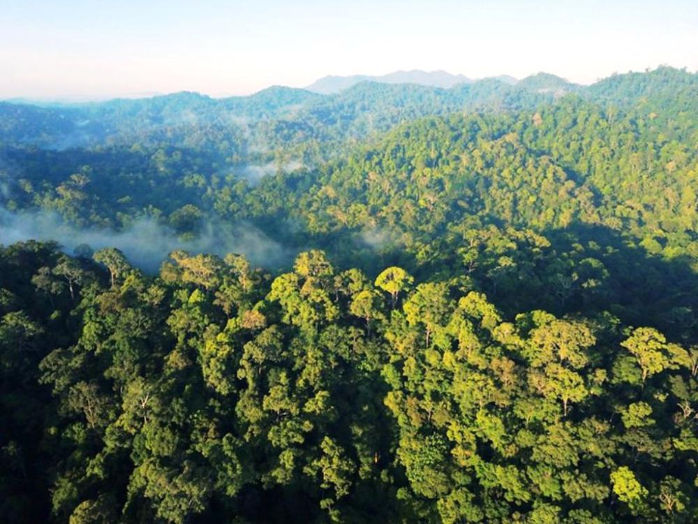 Dana Karbon Berau: Dari Hutan ke Kemandirian Desa