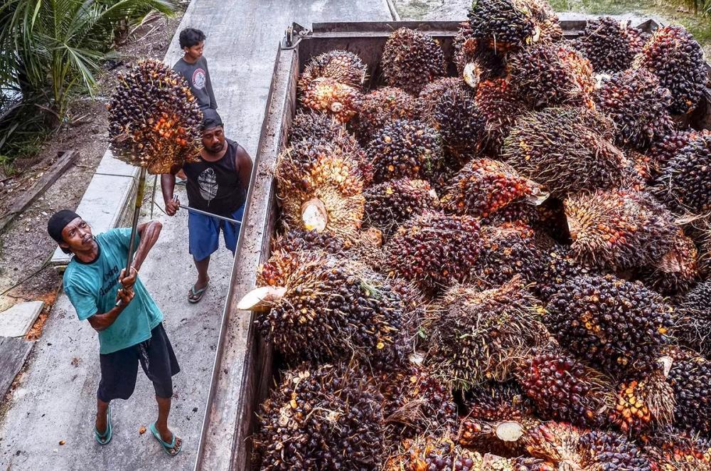  Harga TBS Sawit Kaltim Turun 2,07 Persen, Tembus Rp3.542 per Kg Periode Awal Oktober