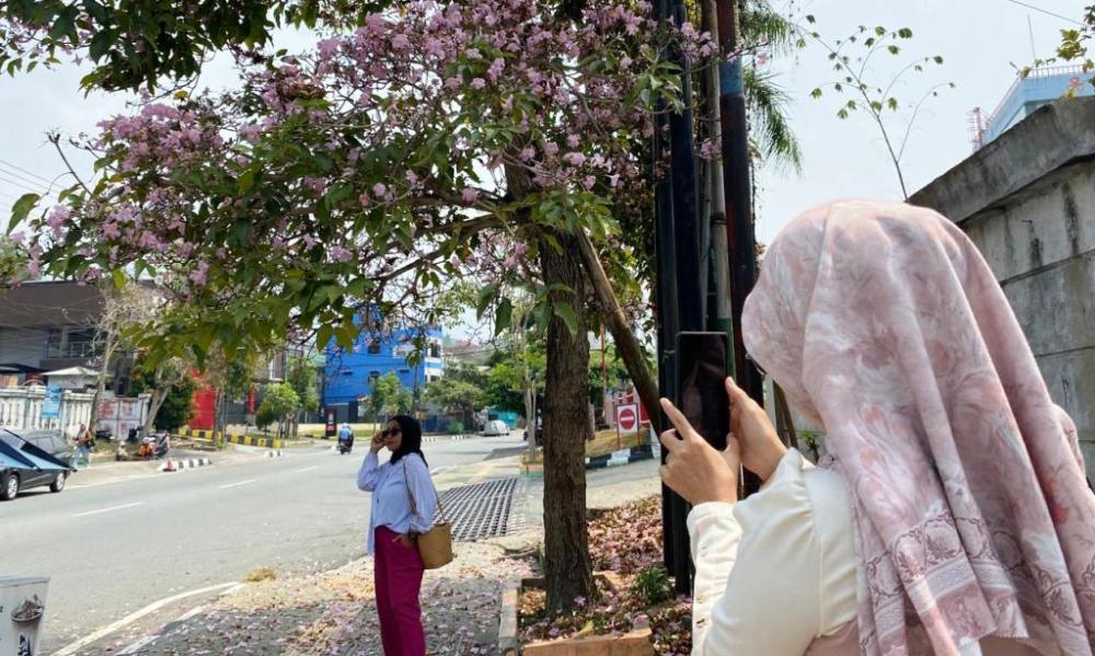 Bukan Jepang, Ini Balikpapan: Tabebuya Mekar Penuh di Sejumlah Jalan