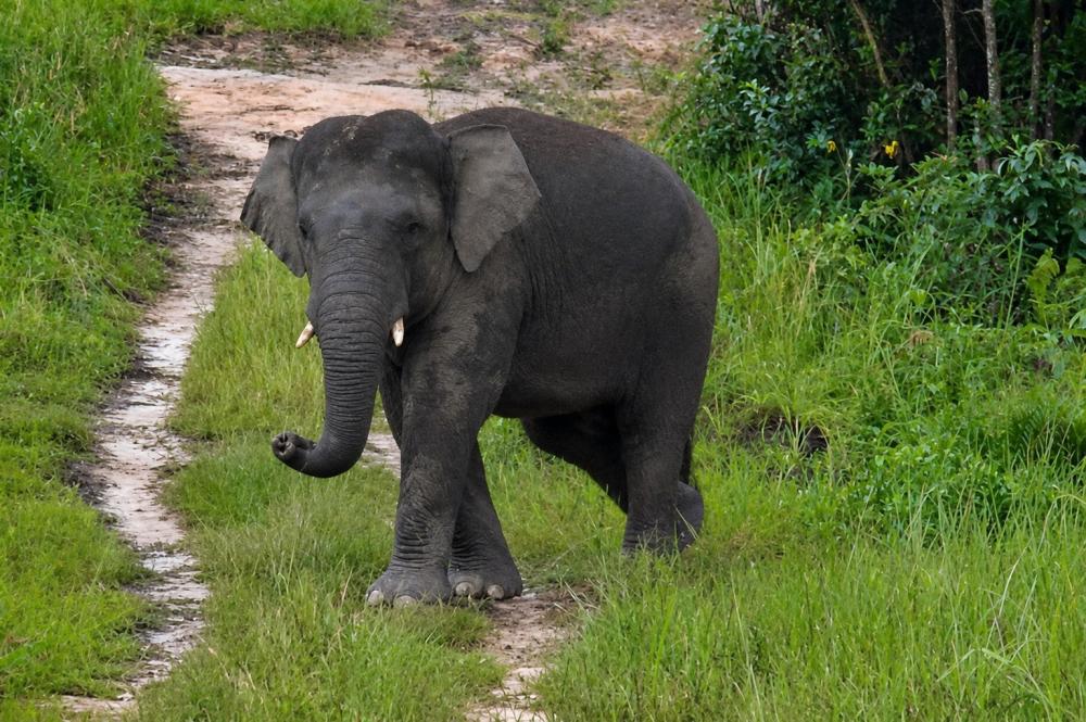 Habitat Gajah Kalimantan Kini Dilindungi, Jalan dan Kebun Wajib Perhatikan Jalur Jelajah