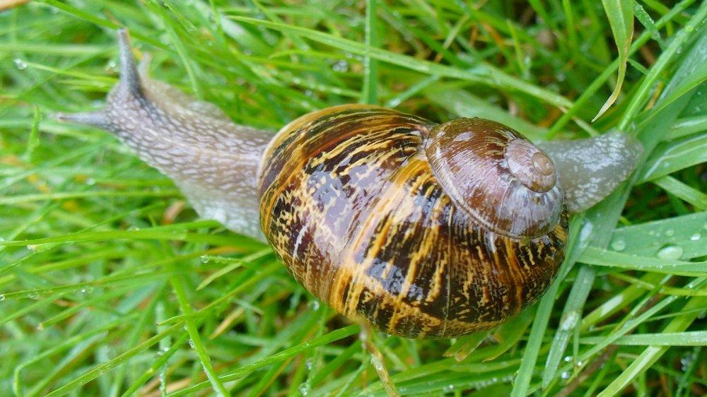 Seorang Remaja Koma dan Lumpuh Usai Iseng Makan Siput Rumput