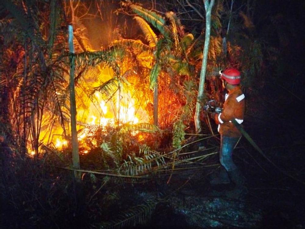 Karhutla Hantam Dua Hutan Lindung di Balikpapan, Puluhan Hektare Hangus