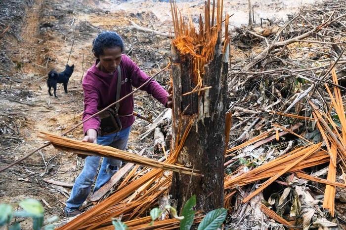 Tersangka Penambang Hutan Unmul Bebas!