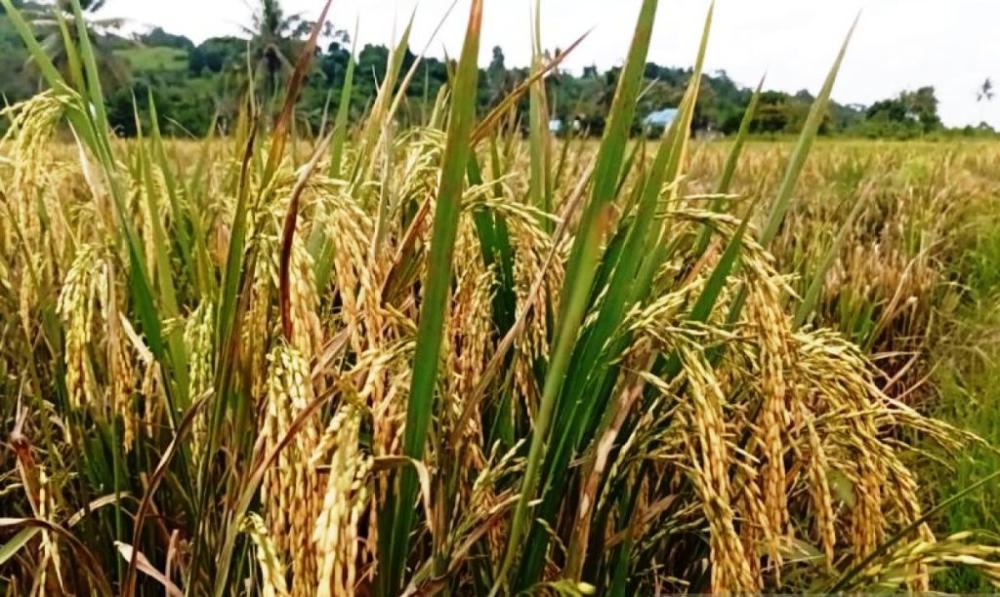 Produksi Beras Kaltim Melonjak 19 Persen, Kukar Jadi Lumbung Utama
