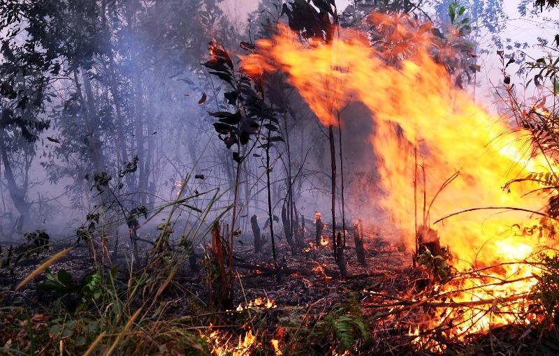 Sudah 63 Kali Karhutla Terjadi di Kaltim