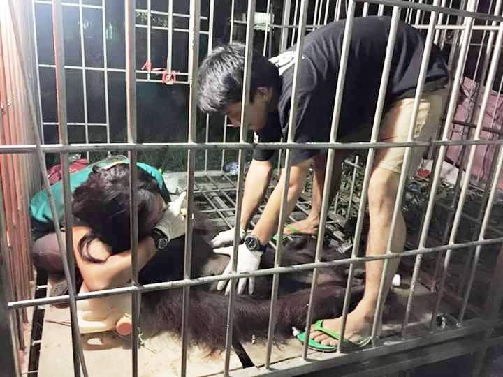 SETELAH 4 HARI BERTAHAN HIDUP PASCA DIJERAT DAN DITEMBAK, KALUHARA SI ORANG UTAN AKHIRNYA MATI