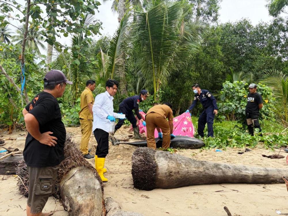 Ditemukan Penuh Luka, Lumba-lumba Terdampar Mati di Teritip Balikpapan 