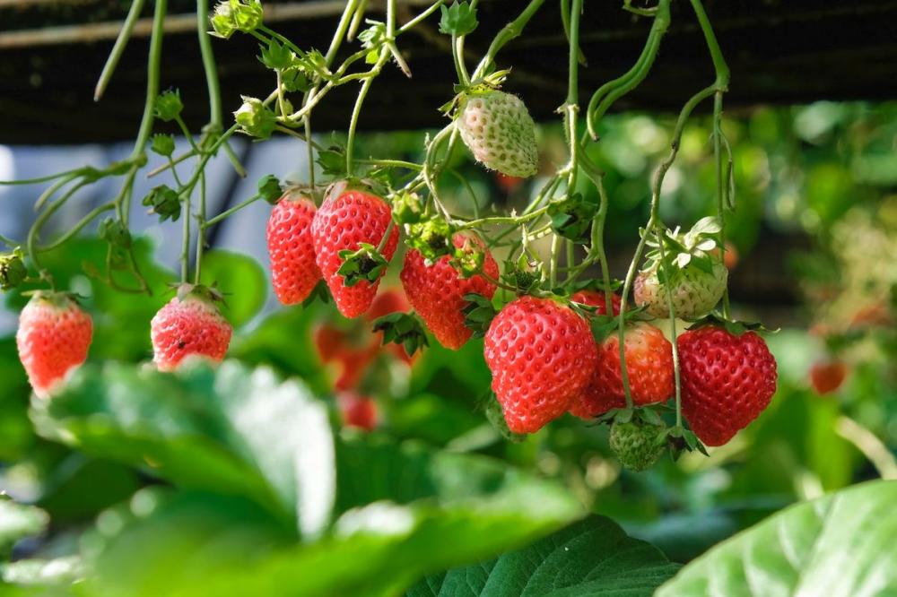 Manis dan Kaya Vitamin C, Ini 6 Khasiat Stroberi yang Jarang Diketahui