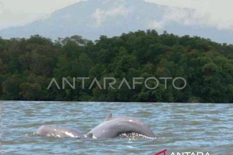Pesut Mahakam Sisa 60 Ekor, Kaltim Perketat Pengawasan Sungai