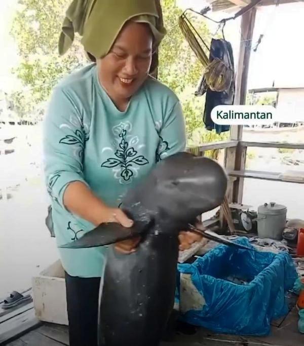 [Cek Fakta] Viral Video â€œPesut Mahakam Jogetâ€ Ternyata Keliru