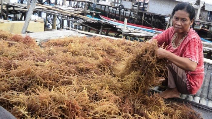 BUDIDAYA RUMPUT LAUT BONTANG, MENGALAMI PENURUNAN PRODUKSI SEJAK 3 BULAN TERAKHIR