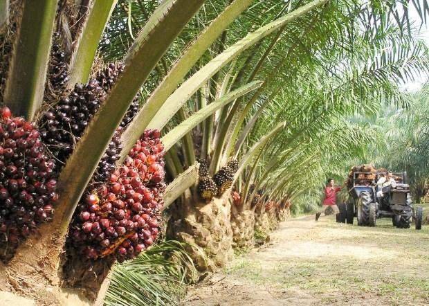 Harga Sawit Kaltim Akan Naik Pada Desember ini