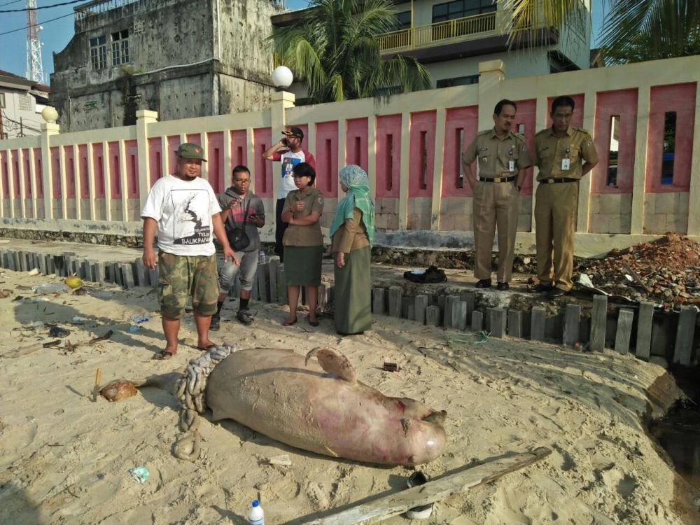 Asal Minyak di Teluk Balikpapan Masih Samar, Mamalia Laut Mati