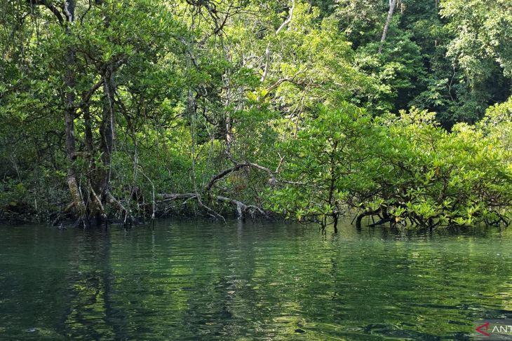 Teluk Sulaiman Berau: Menyusuri Salo Buaya, Menemui Penyu, hingga Menyelam di Sigending