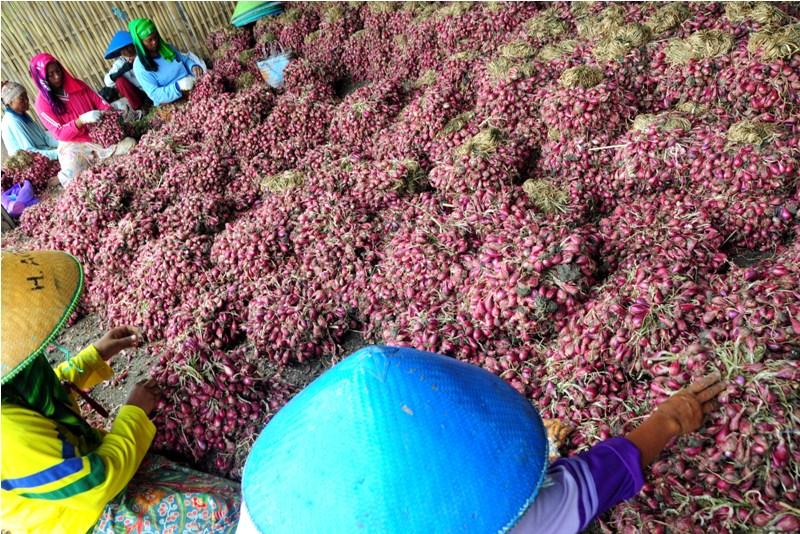PASOKAN MINIM, HARGA BAWANG MERAH CAPAI 43 RIBU PERKILO