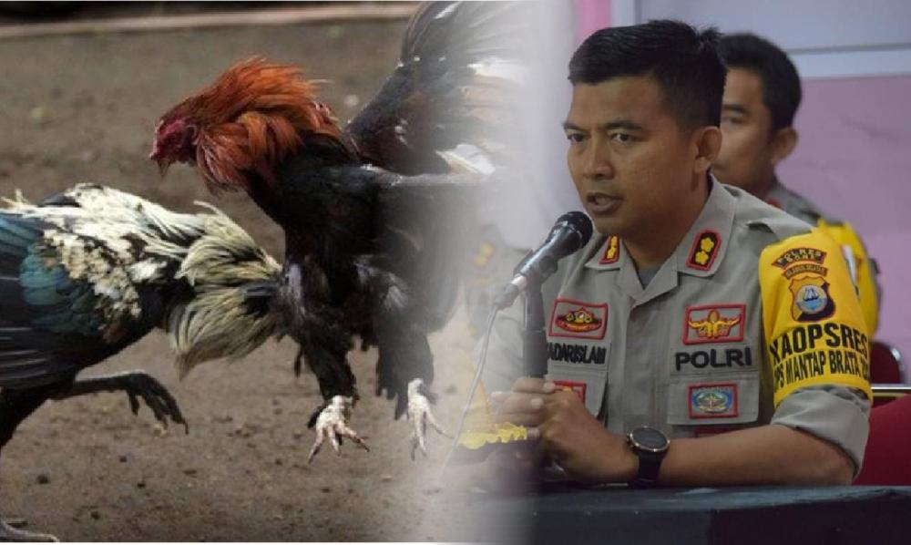 Polres Bone Sidik Dugaan Perjudian Sabung Ayam yang Marak di Kota