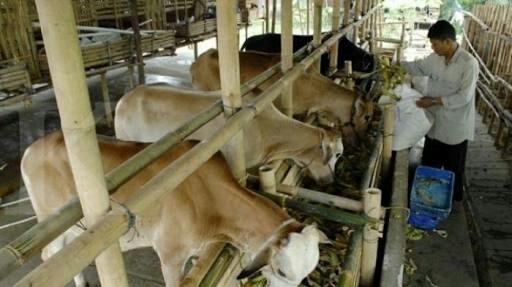 Tingkatkan Produksi Ternak, DKP3 Bontang Intens Lakukan Kontrol