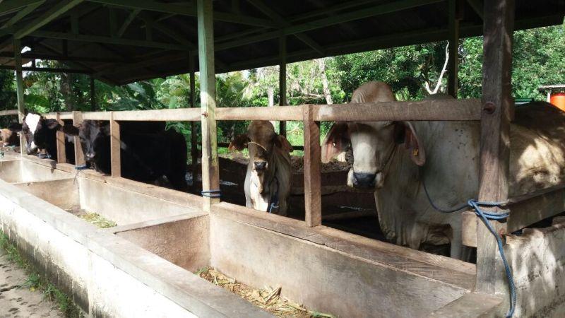 REALISASI PEMBANGUNAN PETERNAKAN SAPI DI BONTANG TERTANGGUHKAN