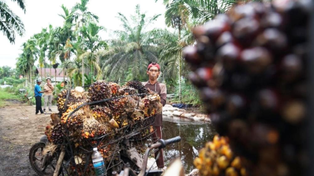 Keluhan Pupuk Lokal Tak Dilirik Sawit Kaltim, GAPKI: Izin Kementan Saja Tak Cukup
