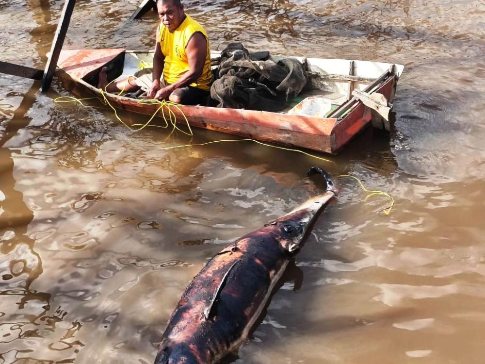 Lumba-Lumba yang Viral di Sungai Mahakam Ditemukan Mati di Loa Kulu