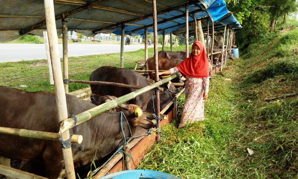 Menjelang Iduladha, Pedagang Sapi Musiman Mulai Menjamur