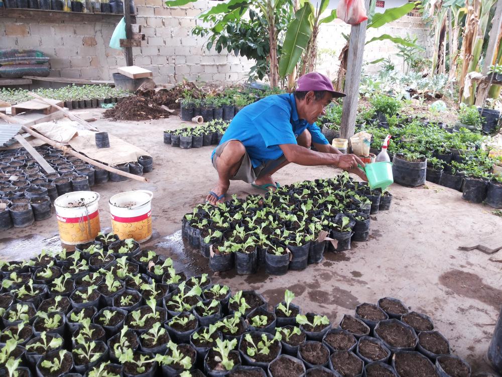 PETANI SAYURAN ORGANIK, DAPAT MENGHASILKAN 4 JUTA PER BULAN