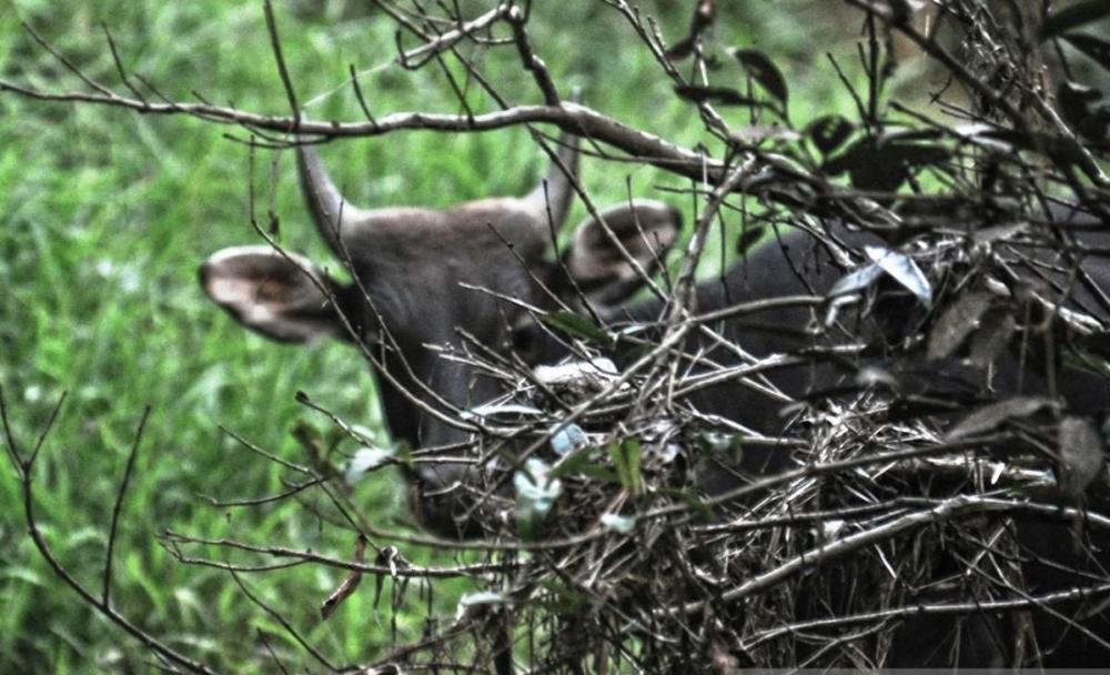 Ketika Kamera Menemukan Penghuni Lama Hutan Kutai