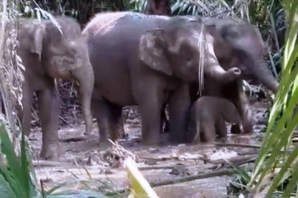 Anak Gajah Kalimantan Terjebak di Sawit, Kemenhut Gandeng Interpol