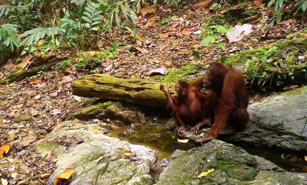 Habitat Orangutan Weheaâ€“Kelay Jadi Fokus, Enam Perusahaan Turun Tangan