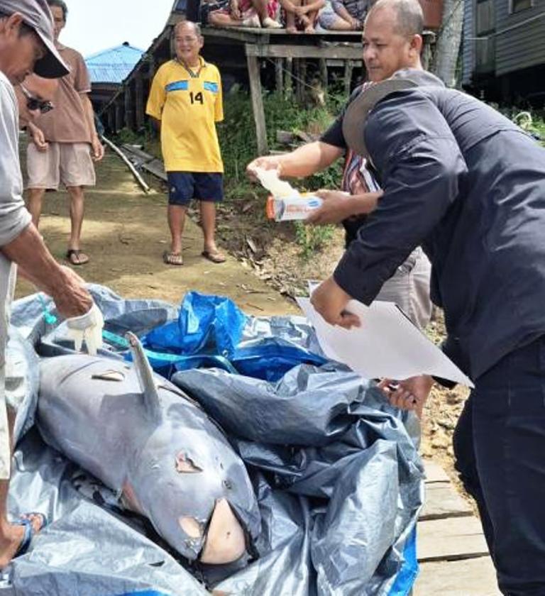 Dua Pesut Mati Sebelum Upin, RASI: Setop Tongkang di Habibat Mahakam 
