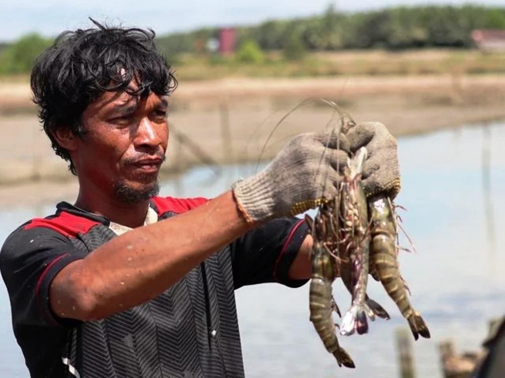 Ketika Mangrove Menjadi Mesin Panen Baru Petambak Berau