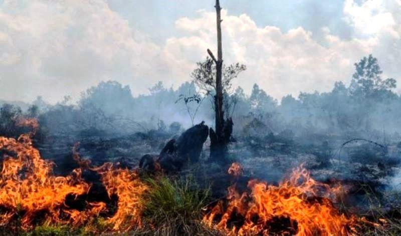 Kaltim Waspada Karhutla, Paser Terbanyak 