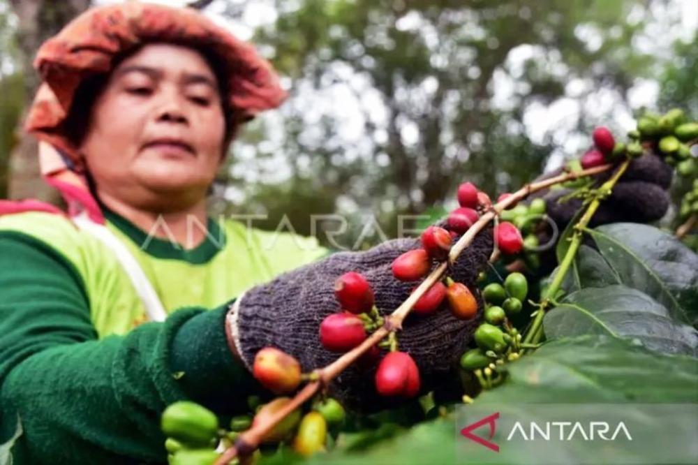 Petani kopi Nusantara harus sejahtera