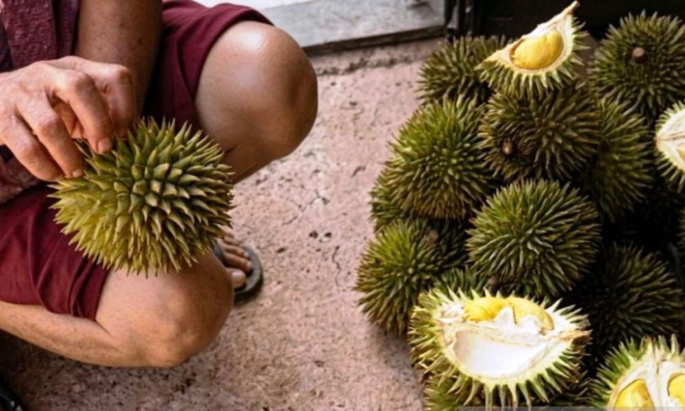Berburu Durian Kelinjau dari Kebun Hutan: Manis untuk Lidah, Ramah untuk Alam