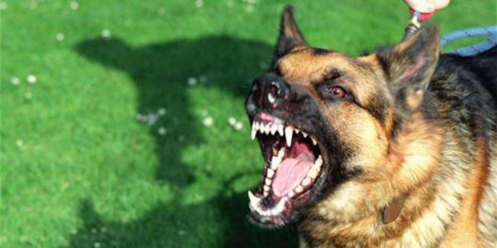 Kemaluan Pria Ini Digigit Anjing saat Asyik Ngobrol dengan Tetangga
