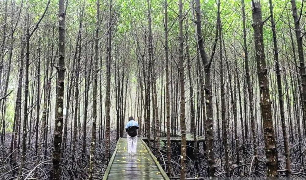 Jika ke Bontang, Coba Hilang Sejenak di Hutan Mangrove Ini