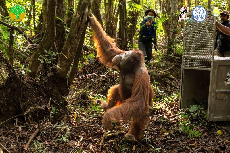 Karhutla Picu Orangutan Keluar Hutan, Konflik dengan Warga Kian Berulang